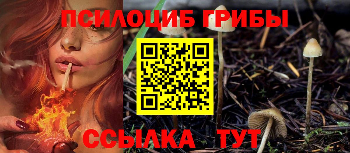 Псилоцибиновые грибы мицелий Новошахтинск